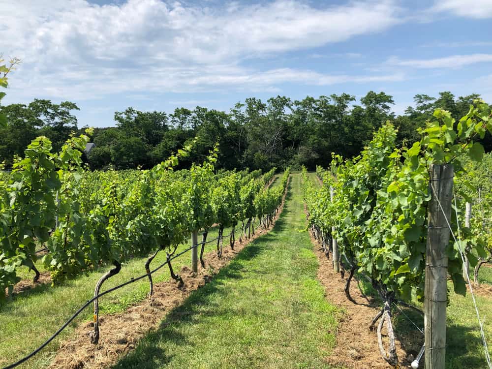 A path through a winery