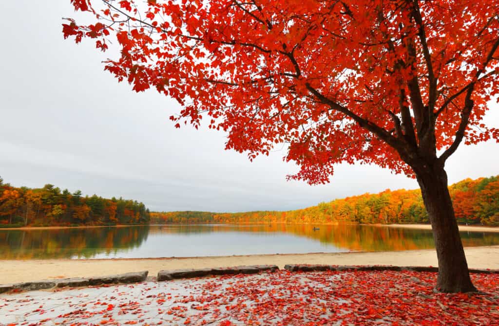 Serene lake is surrounded by a plush forest filled with fall colors. In the forefront, a red tree is dropping leaves on the ground in Concord, Massachusetts.