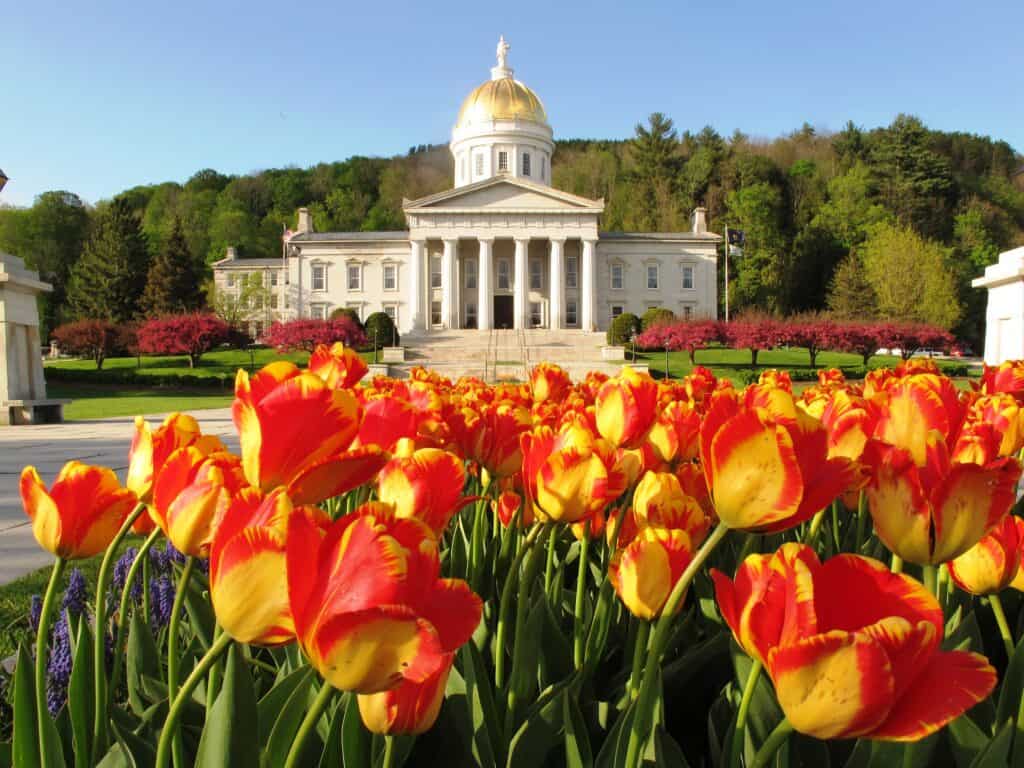 Red and yellow tulips in the foreground with the Vermont State House in the distance