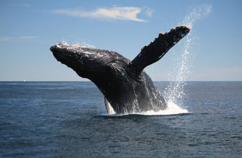 Whale jumping out of the water under a blue sky.