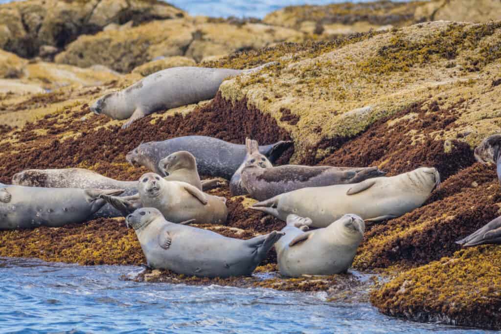 Group of seals on a mossy area by the ocean.