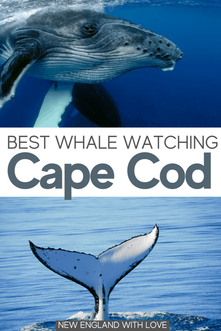 The Best Whale Watching in Cape Cod (Plus Seal Tours!) | New England