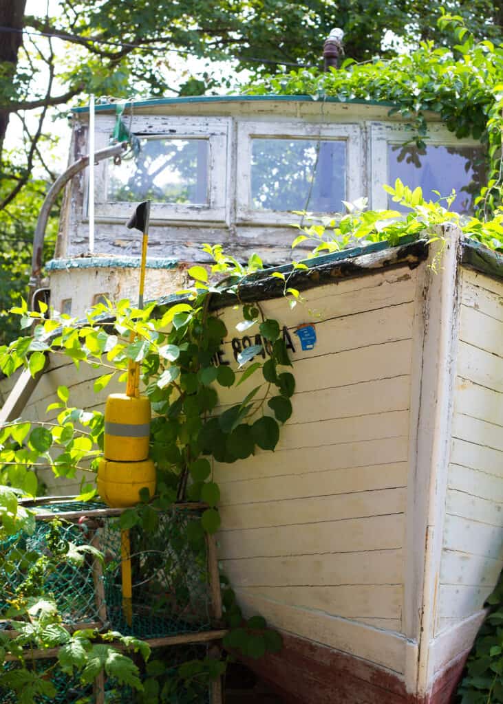 Close up of plants growing along an old white boat.
