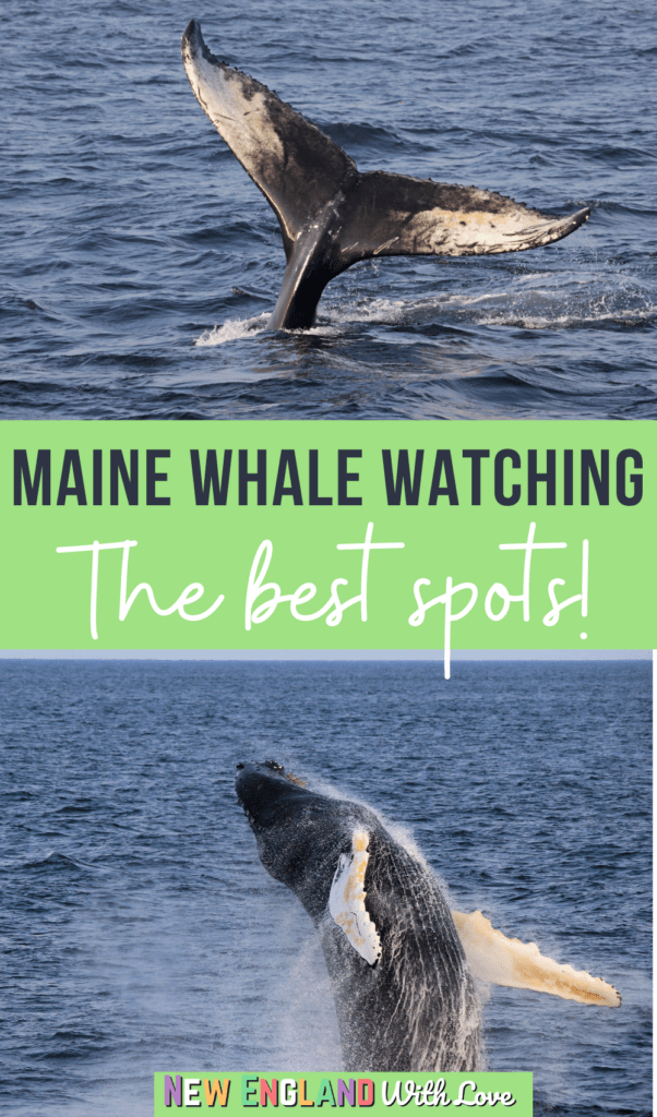 7+ Top Places for the Best Whale Watching in Maine New England With Love