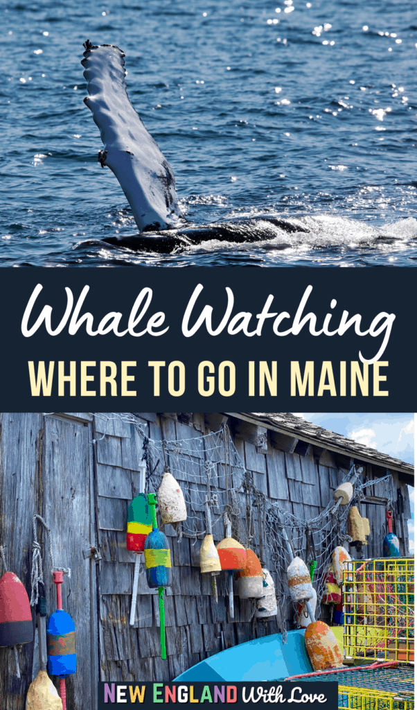 whale watching tours york maine