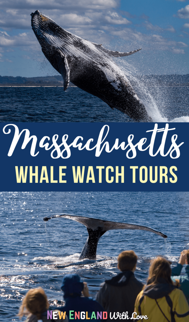 Pinterest graphic reading "Massachusetts Whale Watching Tours"