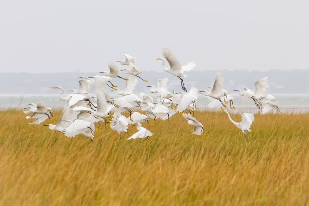 Closeup of a flock of seagulls flying over a grassy sand dune next to the water