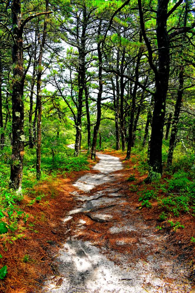 A rocky pathway through the bright green forest