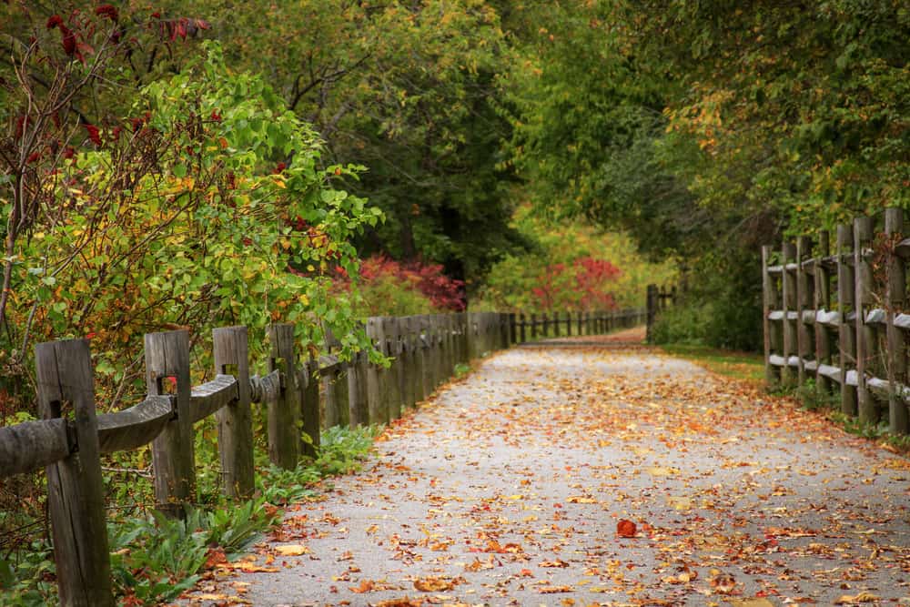 A leaf-strewn path next to a wooden fence and the forest