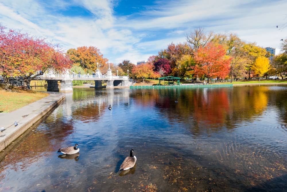 A bridge over the water where two ducks are swimming surrounded by fall trees