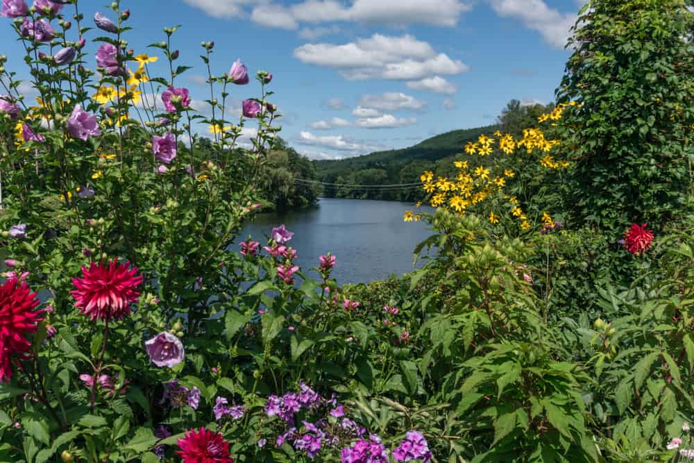 Peeking through colorful flowers to a blue lake with mountains in the background