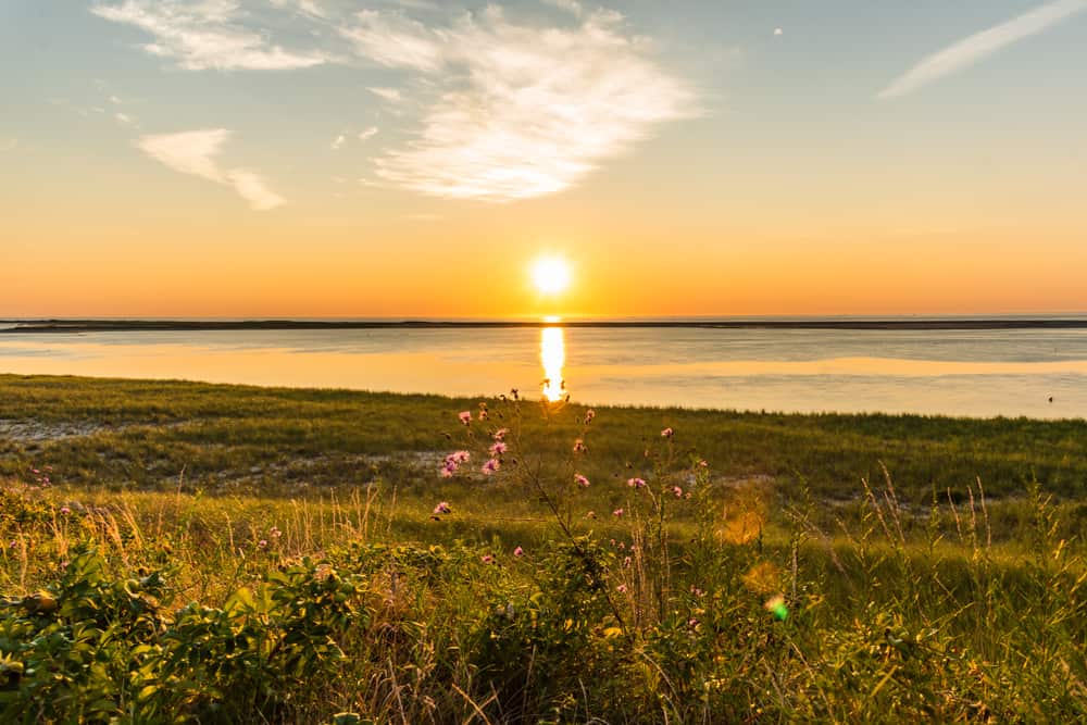 A sunset over a body of water with grass and flowers in the foreground