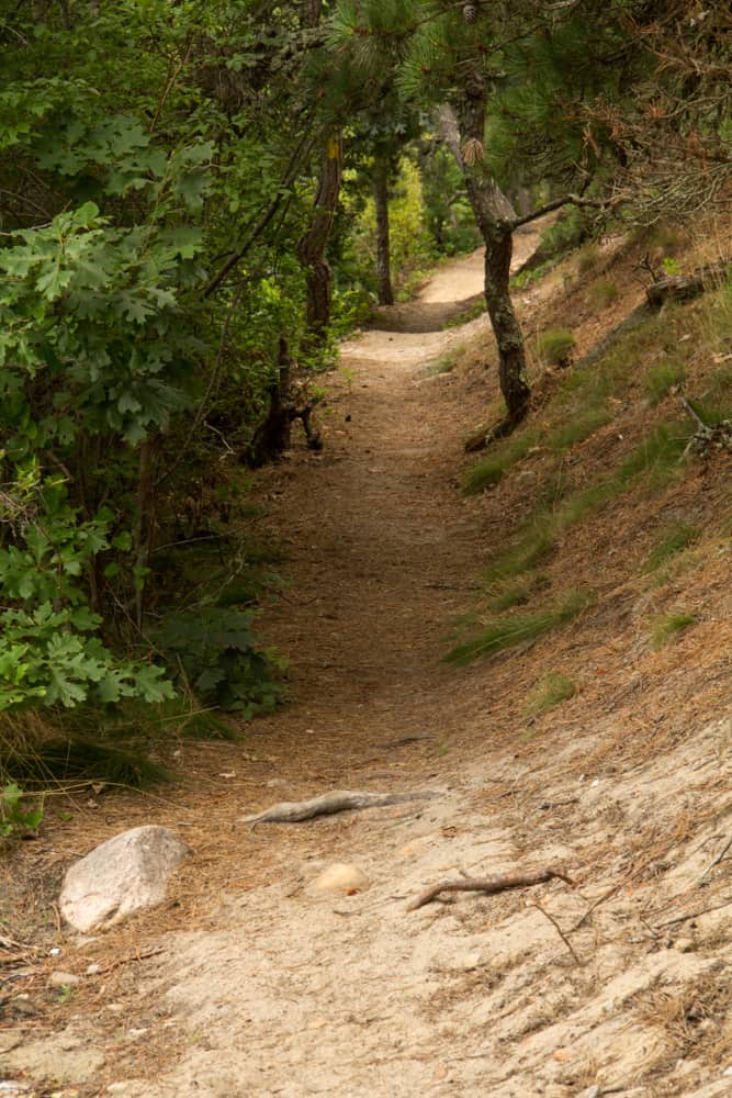 A sloping dirt path in the woods