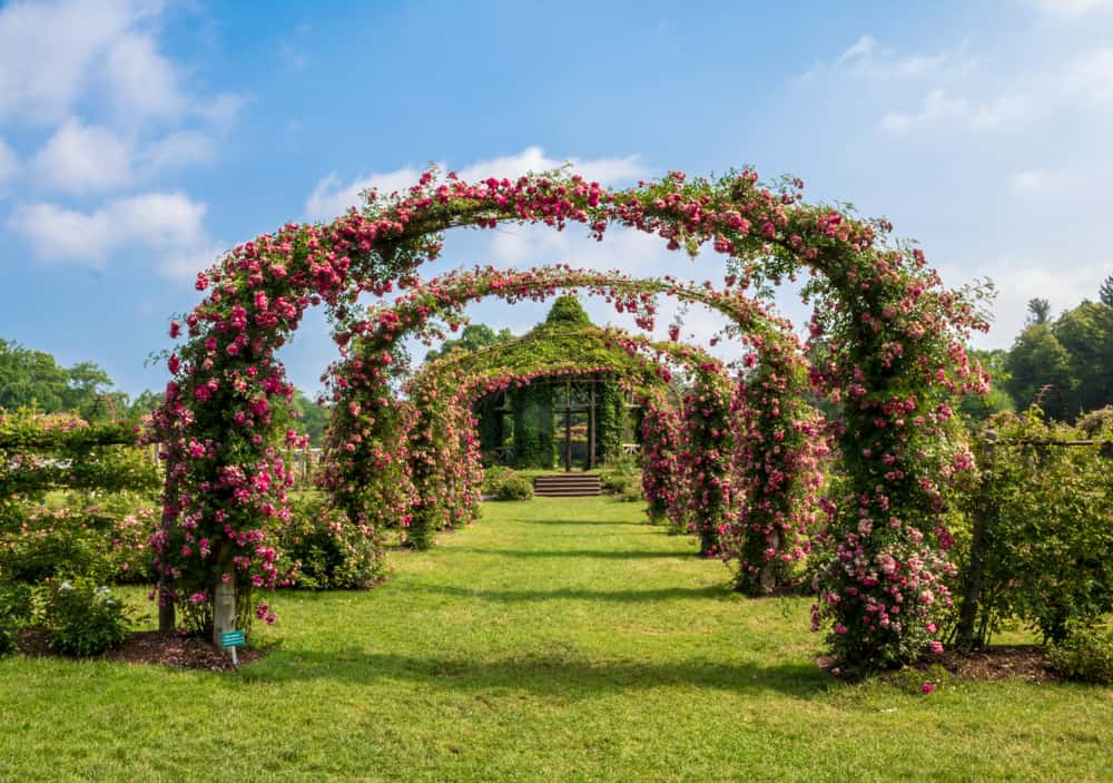 A series of archways decorated with pink flowers