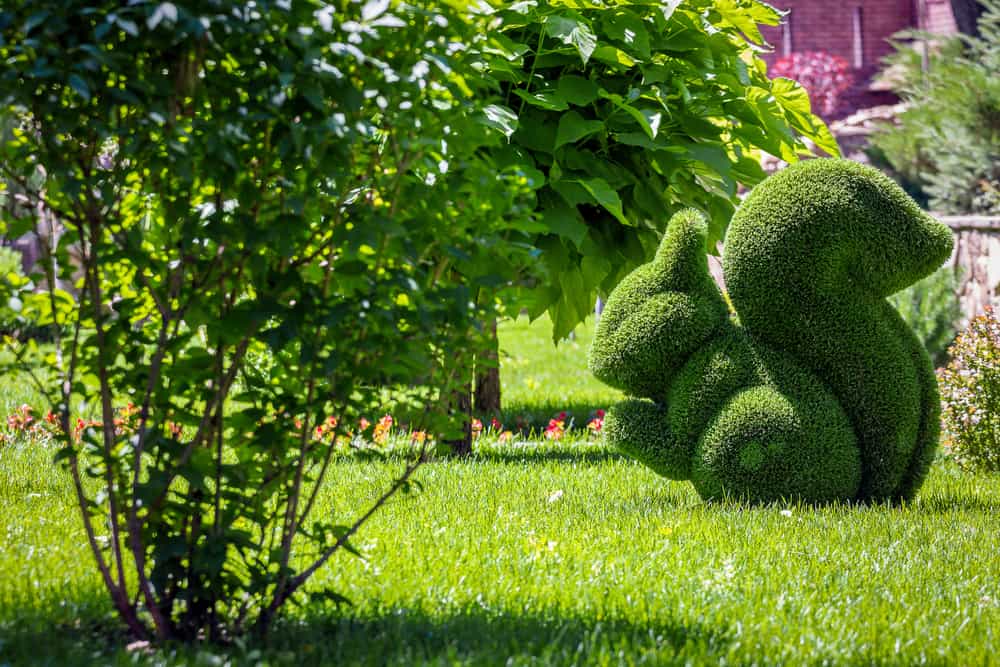 A bush sculpted into the shape of a squirrel