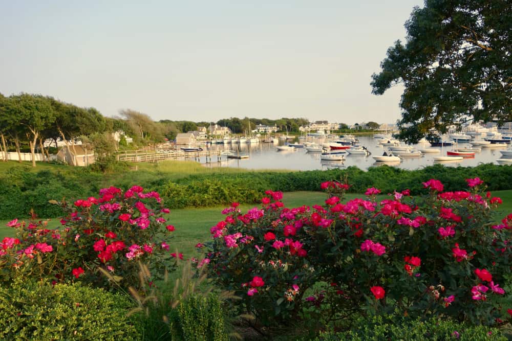 Pink and red flowering busghes with a body of water and boats in the background