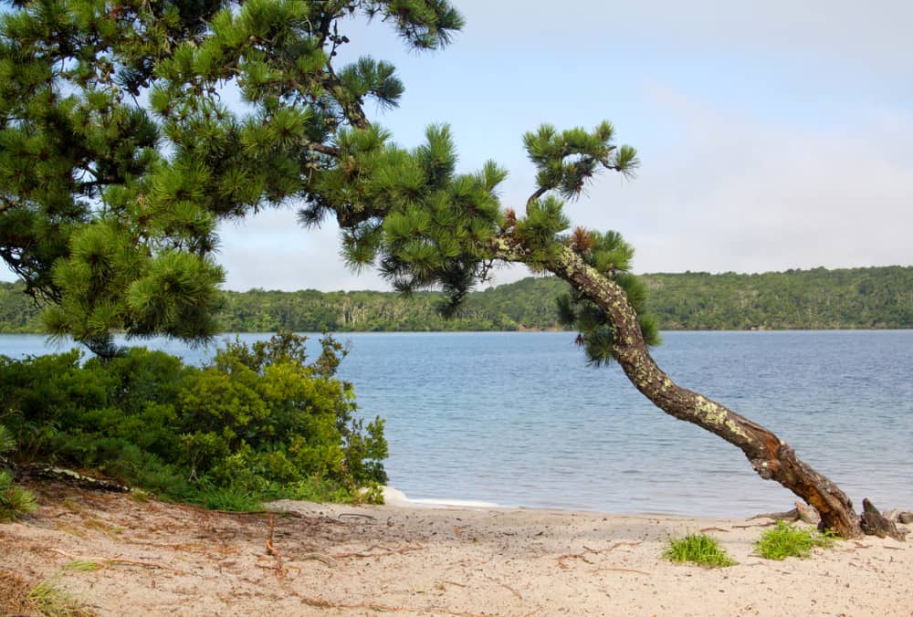 Trees on a sandy beach at the lake with mountains in the distance