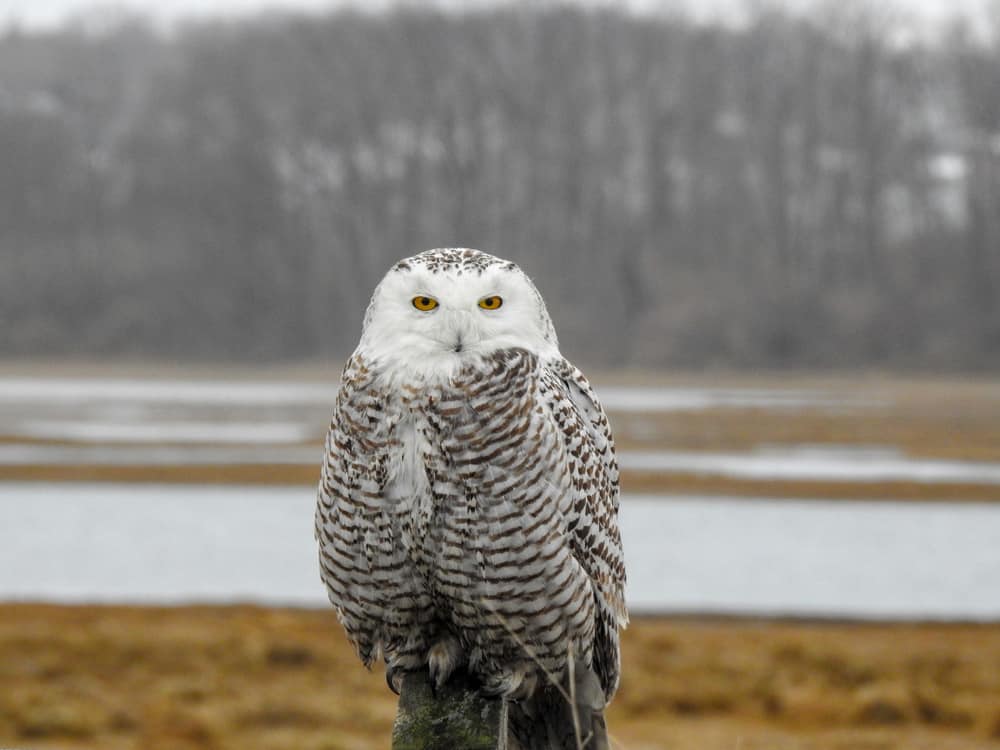 Closeup of a grey and white owl