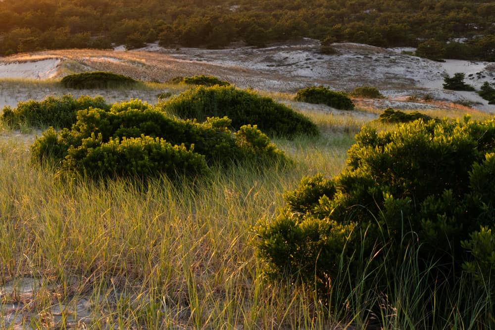 Valleys and grasses in Provincetown MA