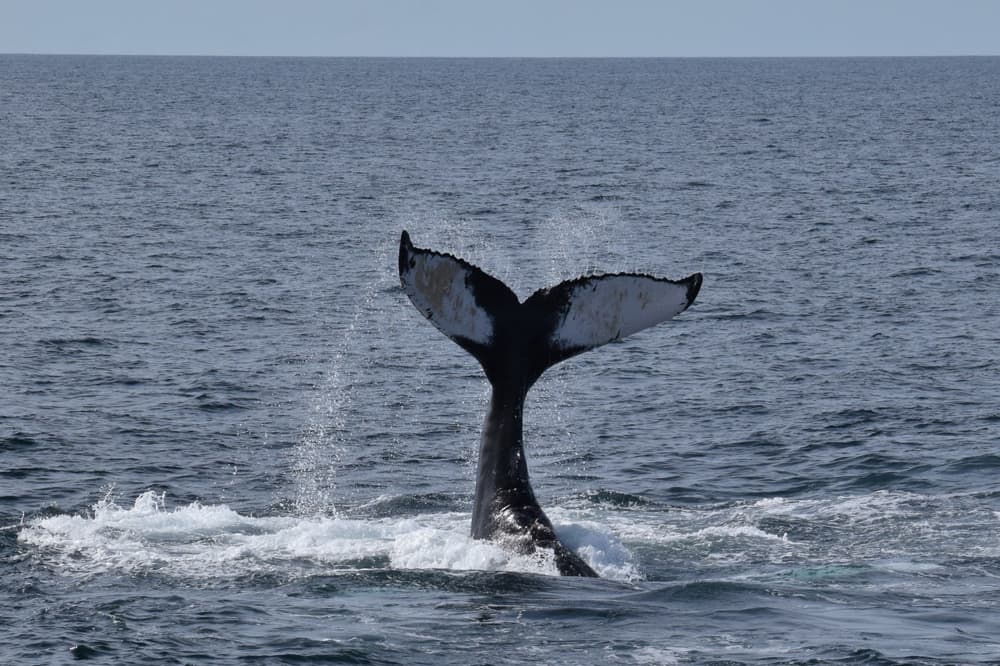 A whale showing his tale in the ocean