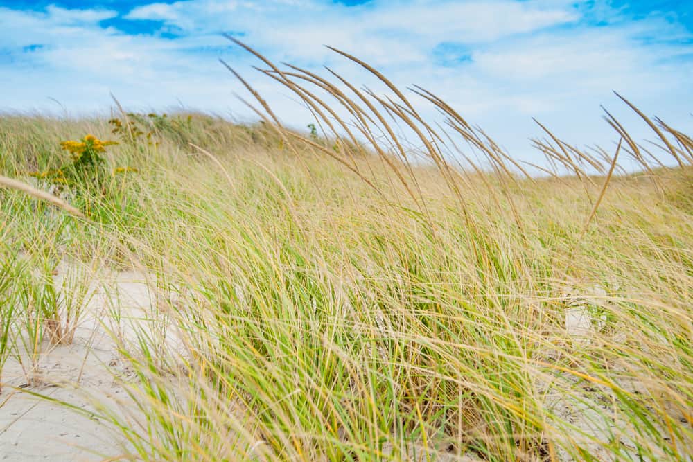 Close up of sand dunes on a sunny day