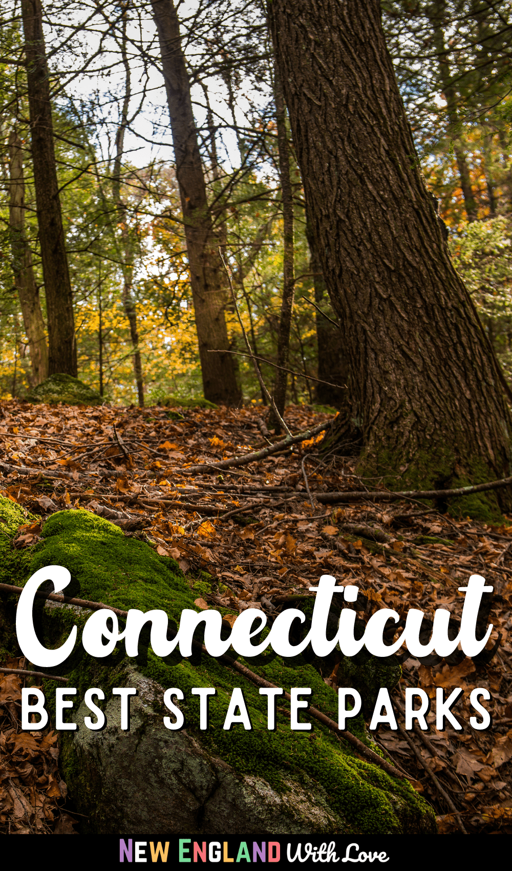Woods with Pinterest graphic reading CONNECTICUT