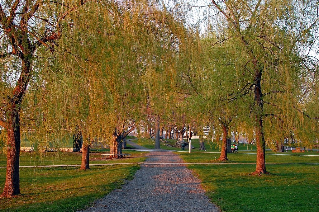 A pathway through a park with fall trees on both sides