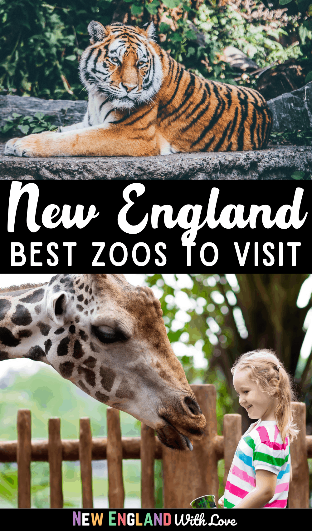 Pinterest graphic reading "New England Best Zoos to Visit"