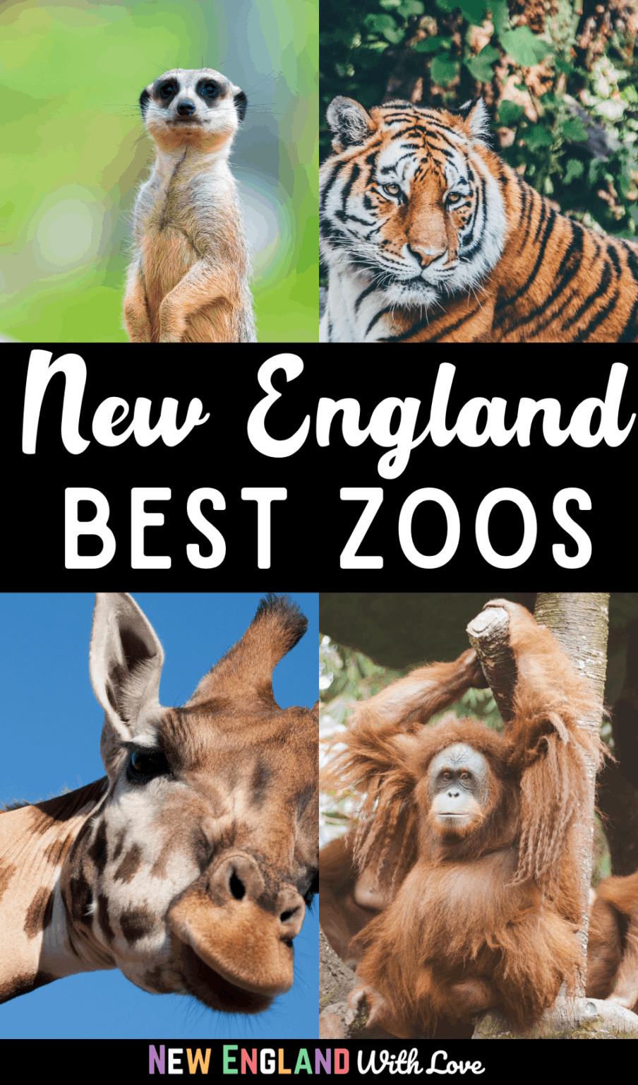 10 Best Zoos in New England You'll Want to Visit in 2023 New England With Love