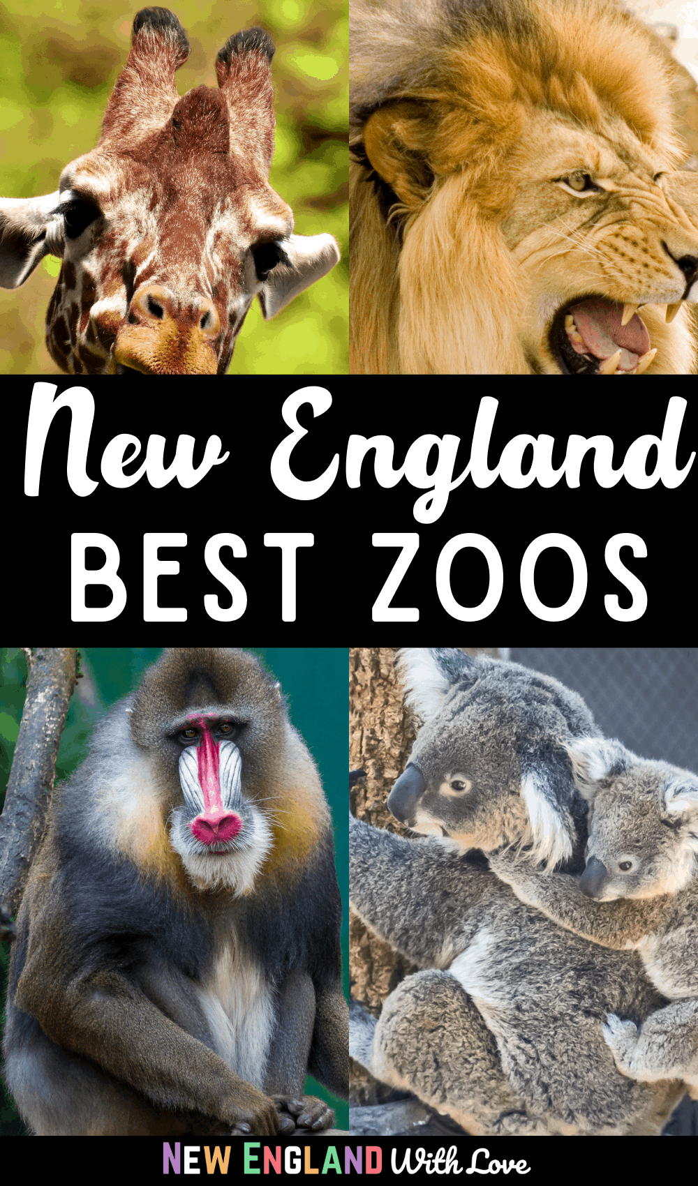 Pinterest graphic reading "New England Best Zoos"