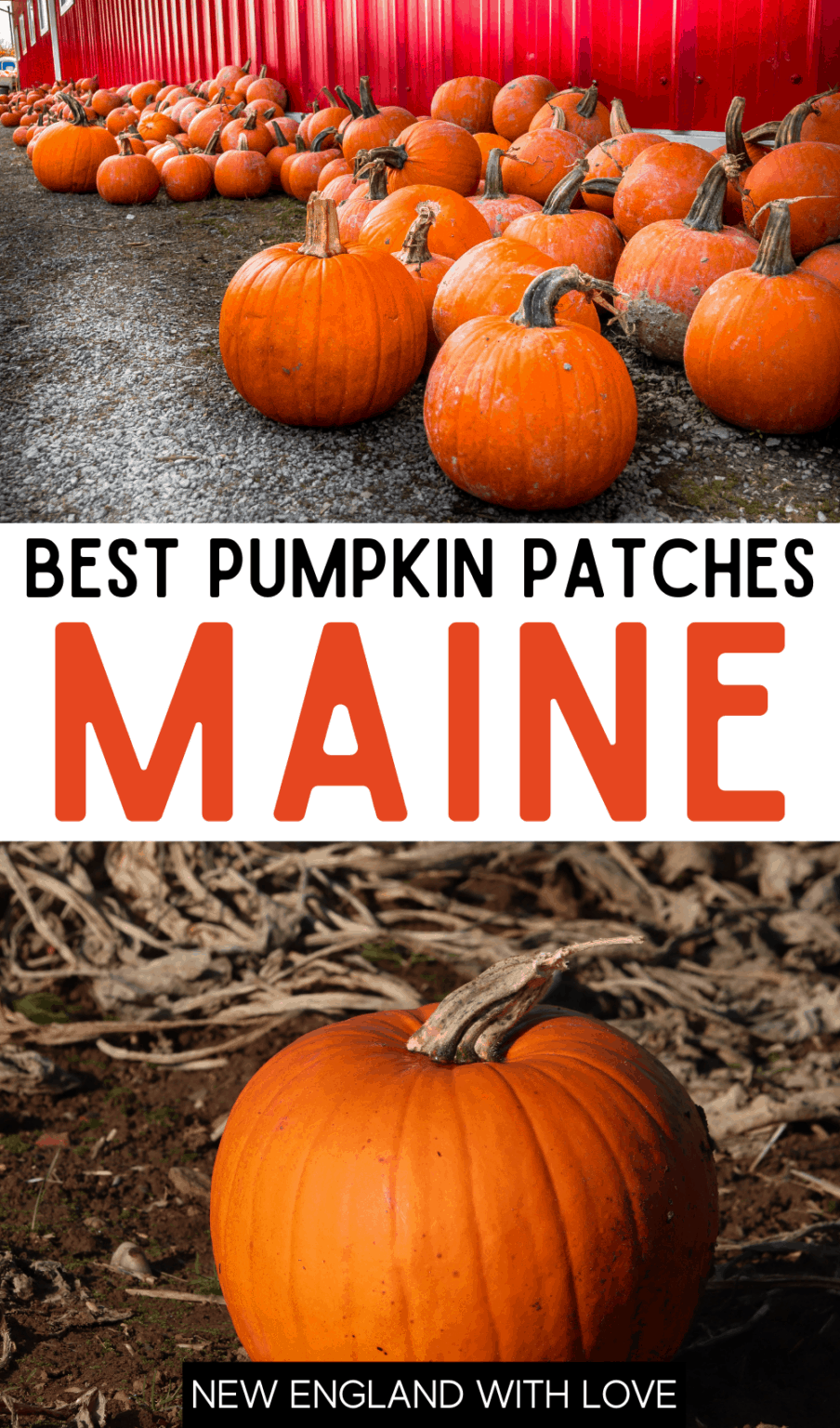 12 Best Pumpkin Patches in Maine New England With Love