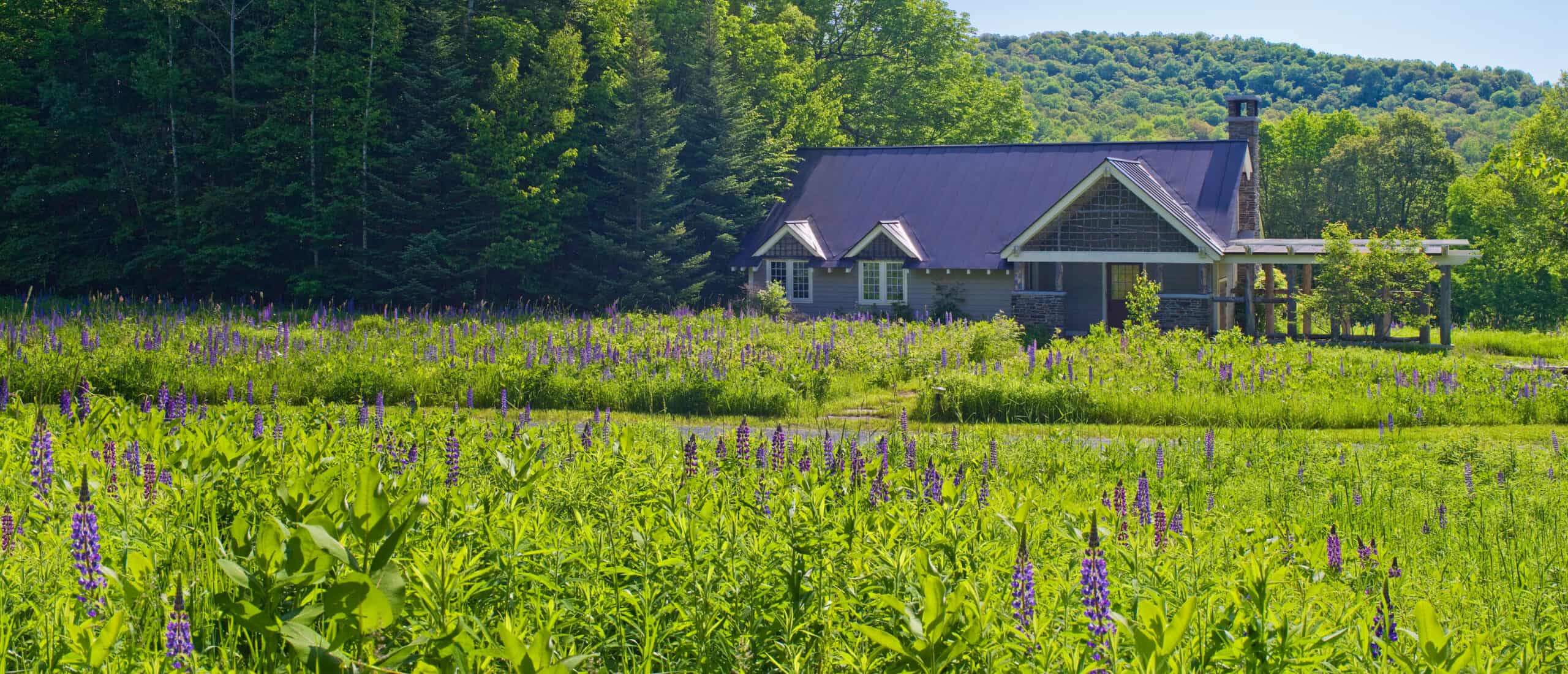 Lavender colored house with a field of lavenders out front