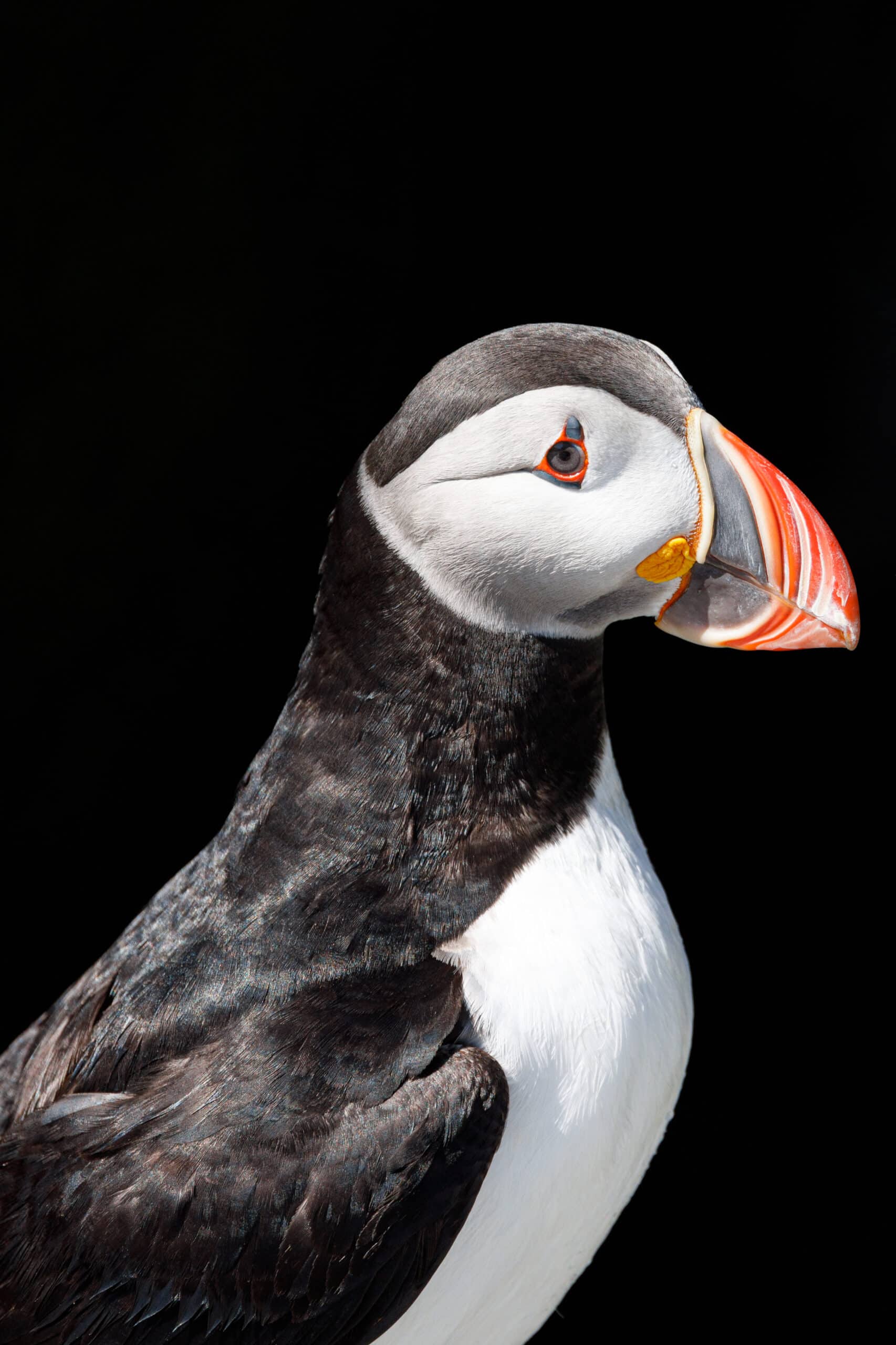 Close up of puffin bird with orange beak and black background