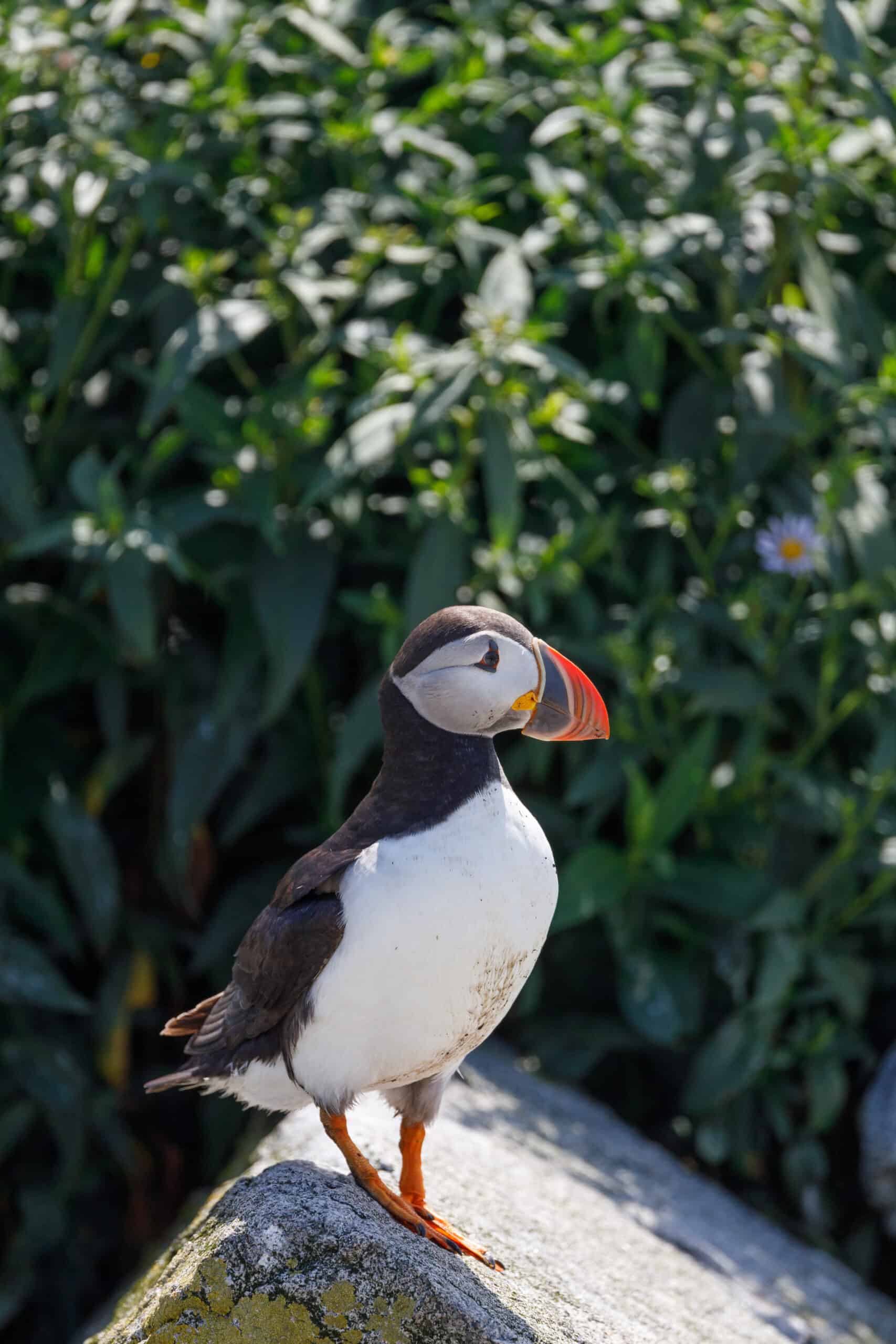 One puffin perched on a sunny rock with green foliage behind it for puffins in Maine