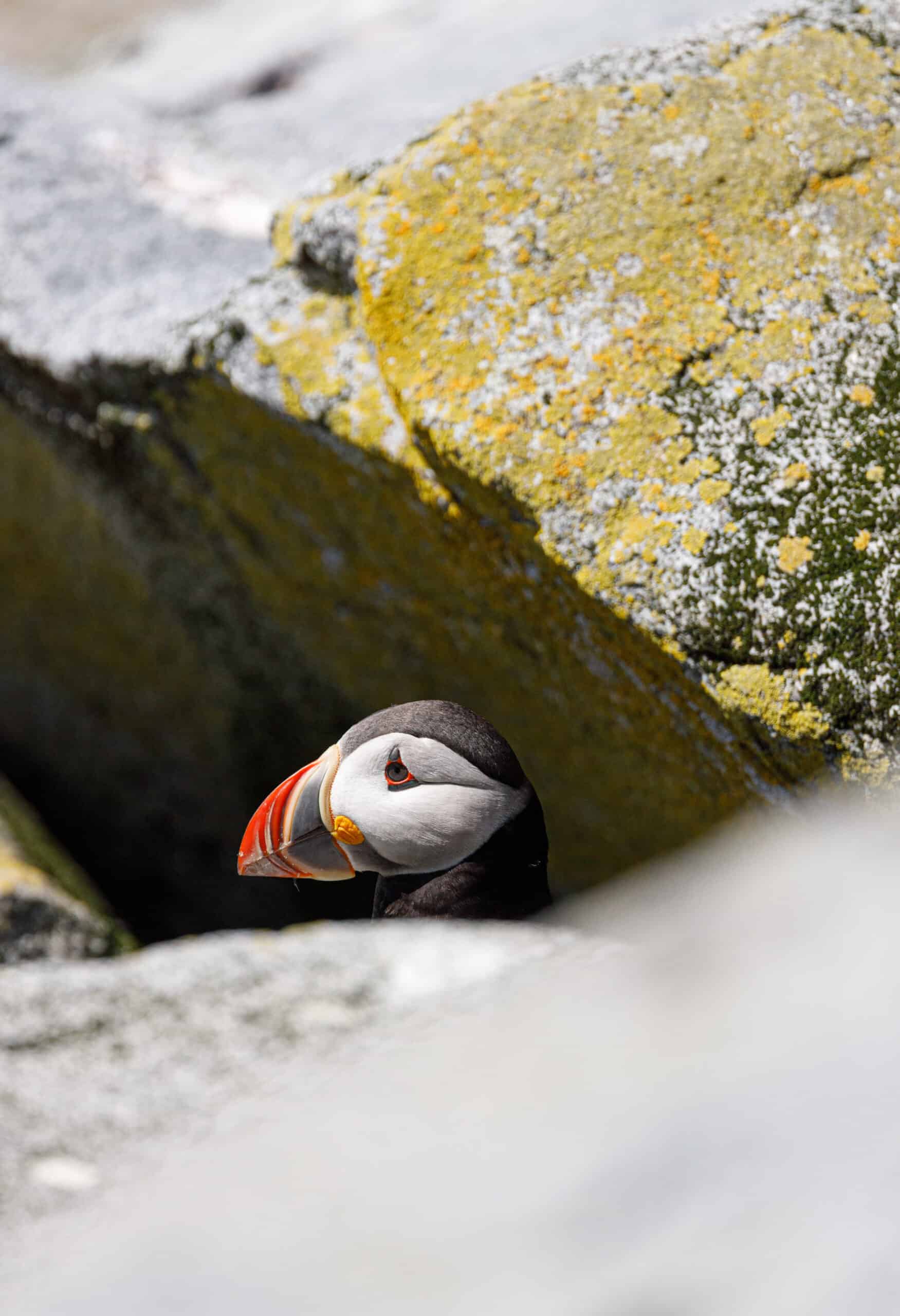 Puffin peeking up from a weathered sunny rock in Maine