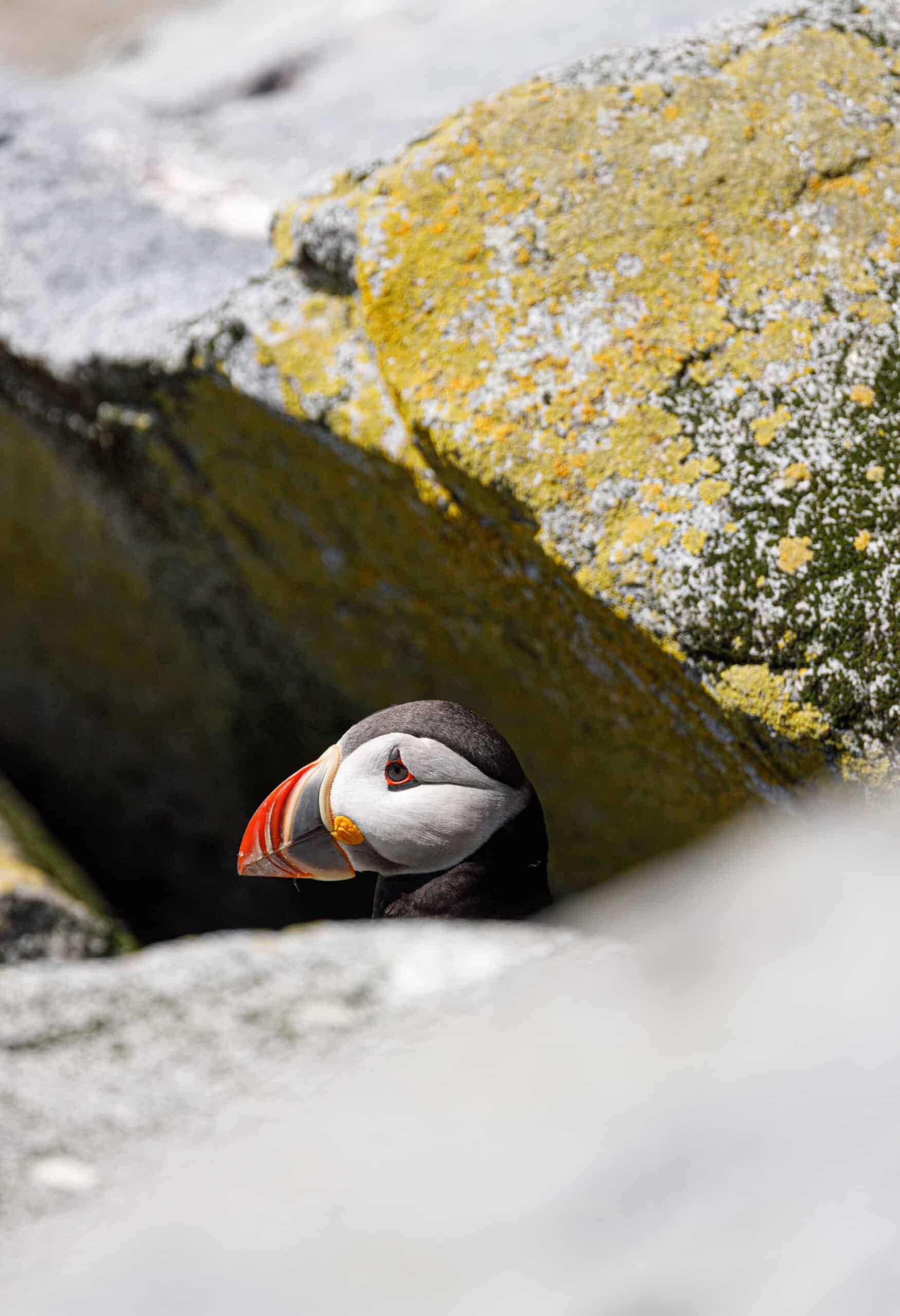 The 4 Best Ways to See Puffins in Maine - Birds and Blooms