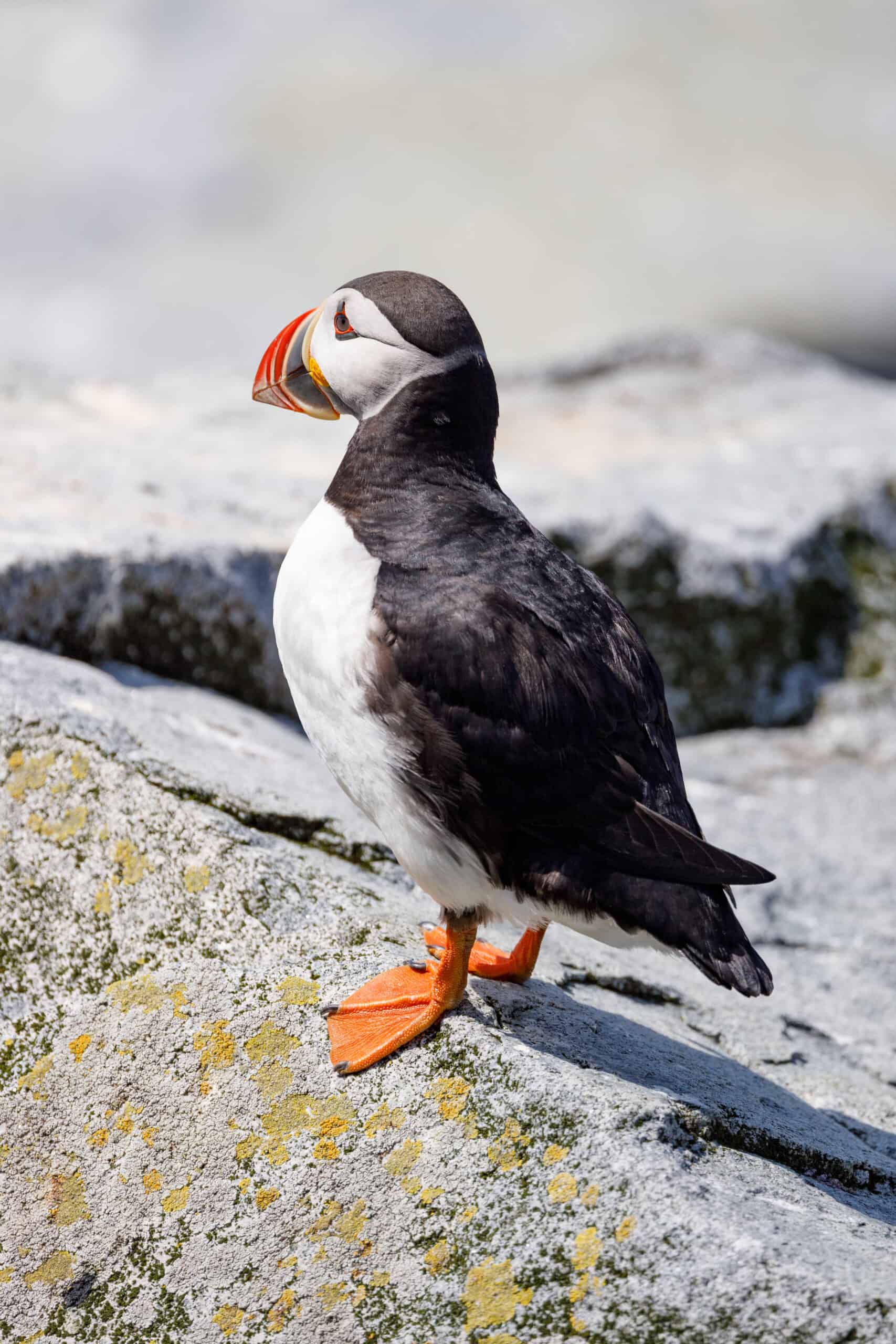 Maine puffin perched on a weathered rock with spots of moss