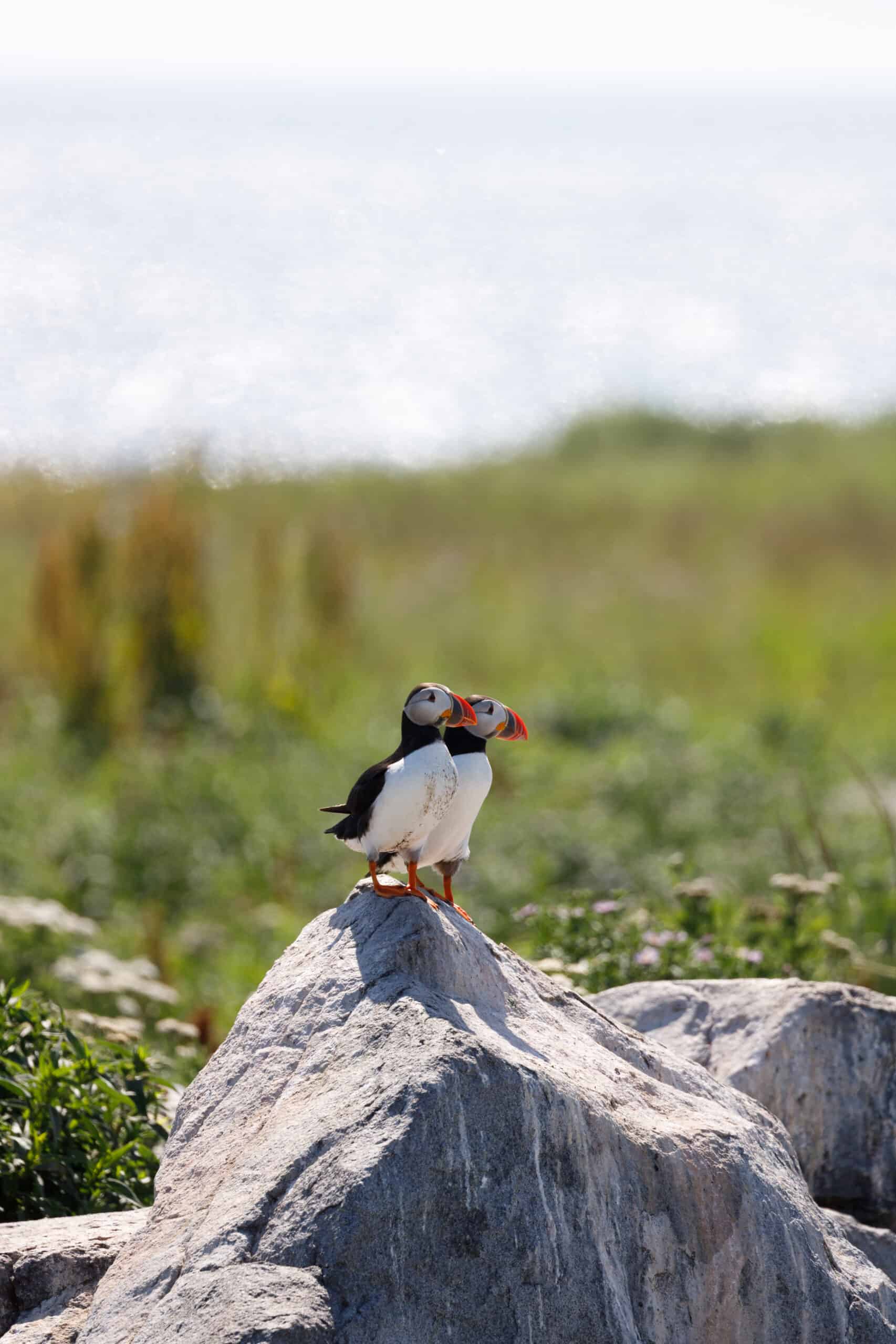 Two puffins perched on a sunny rock in Maine, the background is blurry but is greenery with a pale blue sky