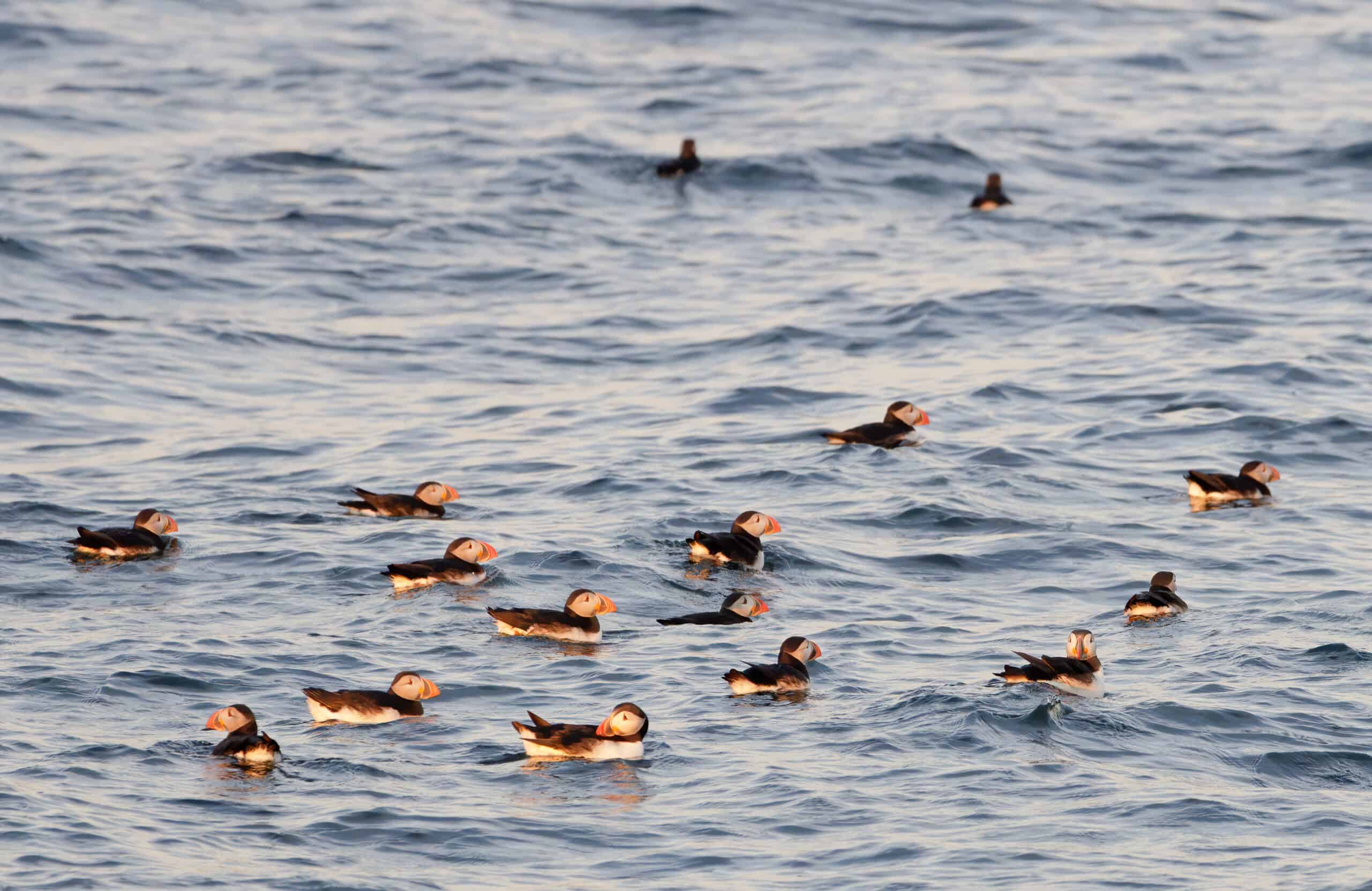 Several puffins swimming in the ocean in Maine