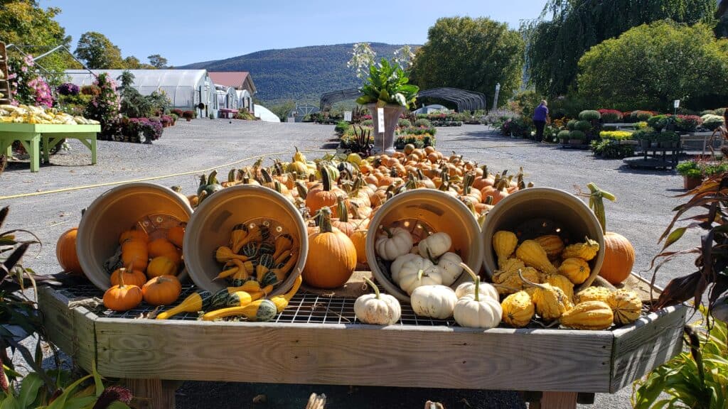 a large garden center table covered with various pumpkins and gourds with mountains in the background