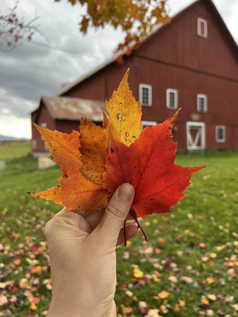 hand holding a pile of fall leaves in front of a red barn