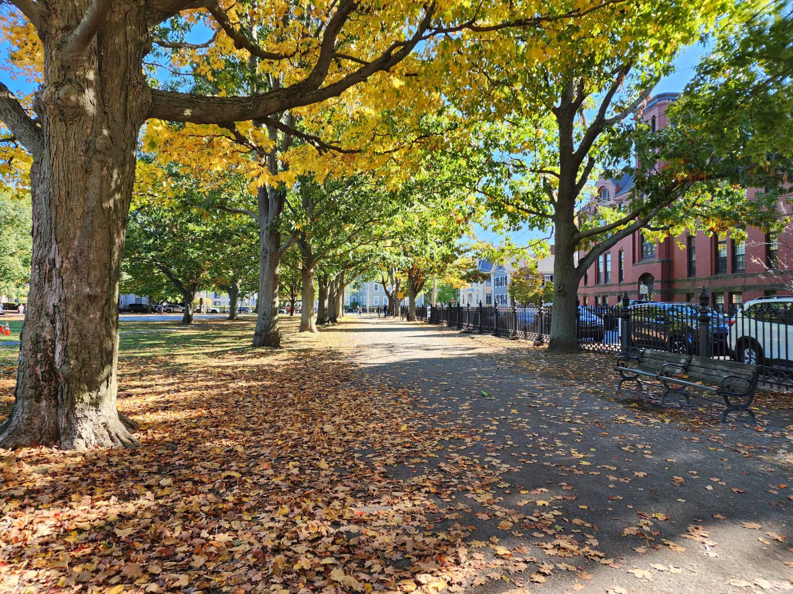 an empty walkway in a park, fall trees line the sides