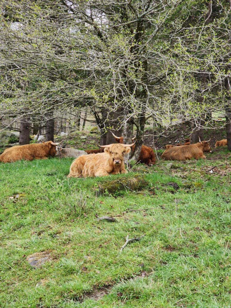 a small herd of highland cows sits on a grassy hill with some early spring trees