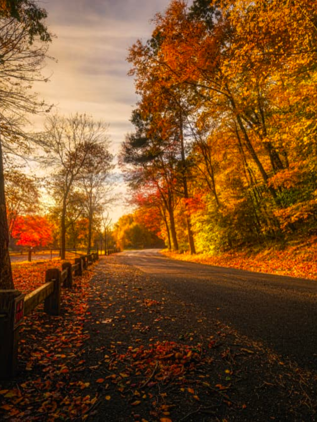 an empty road stretches away at dusk with sunlit fall trees on either side