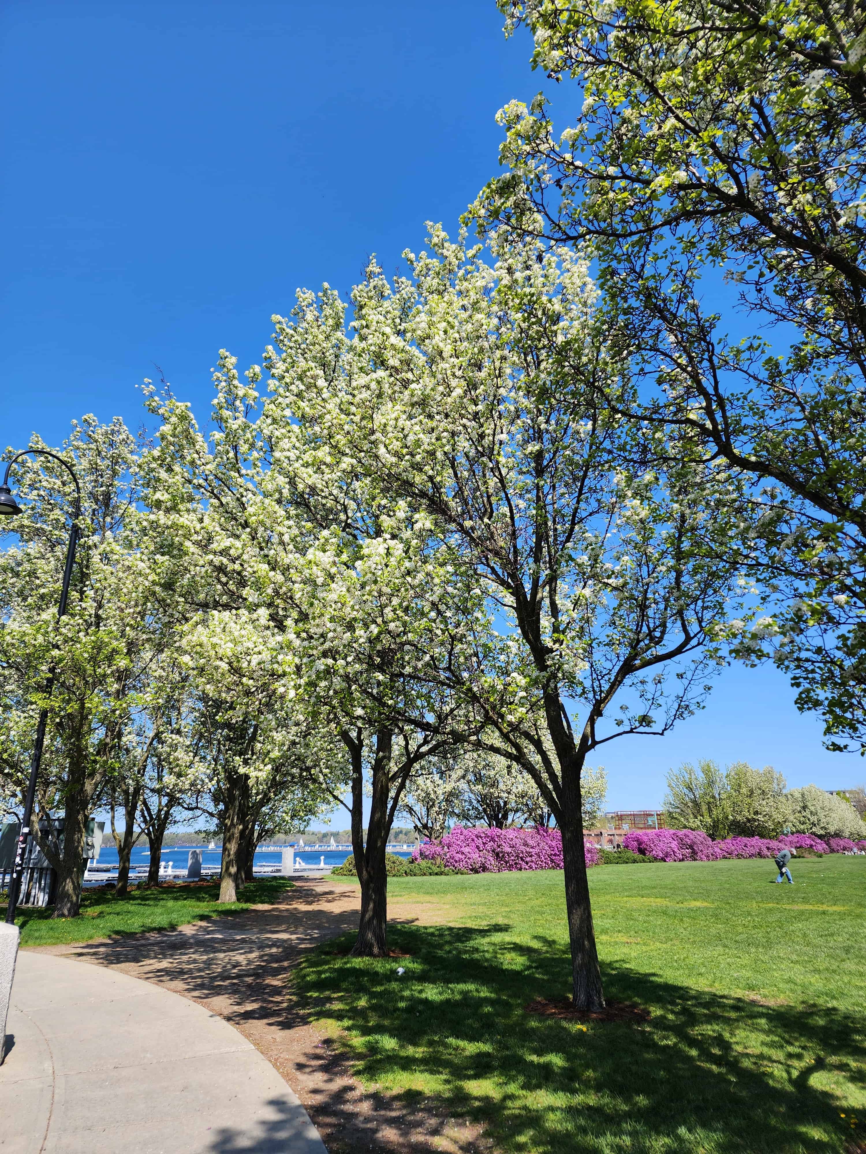 a sidewalk next to a stand of spring blooming trees. a small bit of a lake can be seen in the distance. a sunny day