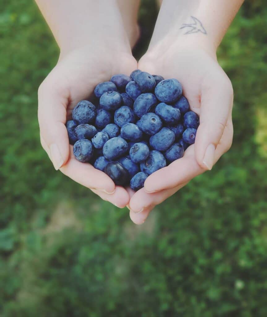 two pale hands holding a handful of bright fresh blueberries