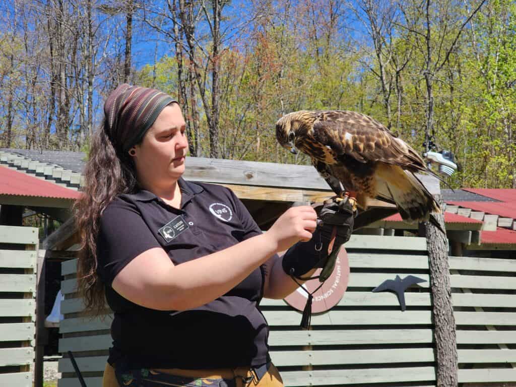 a woman with long brown hair wears a leather glove on which is perched a brown hawk, behind them is a green building and trees on a sunny day