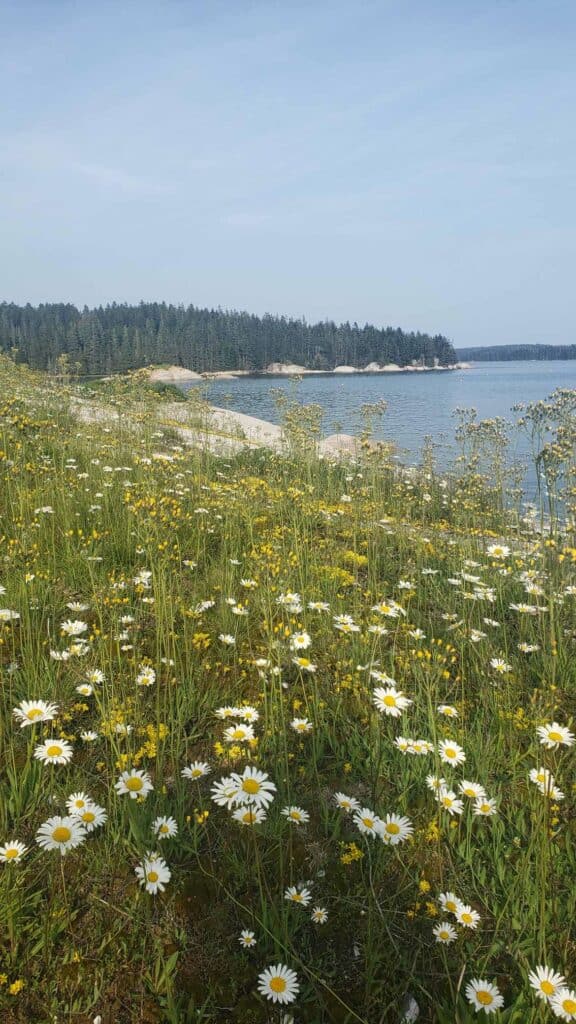 Wildflowers on a beach in one of the prettiest beach towns in Maine