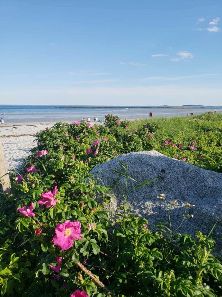 A sandy New England beach town with pink flowers framing it