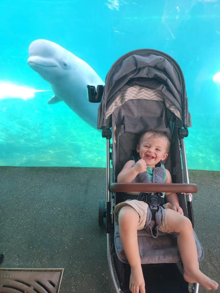 a smiling beluga whale peeks out from behind a stroller where a toddler boy sits smiling